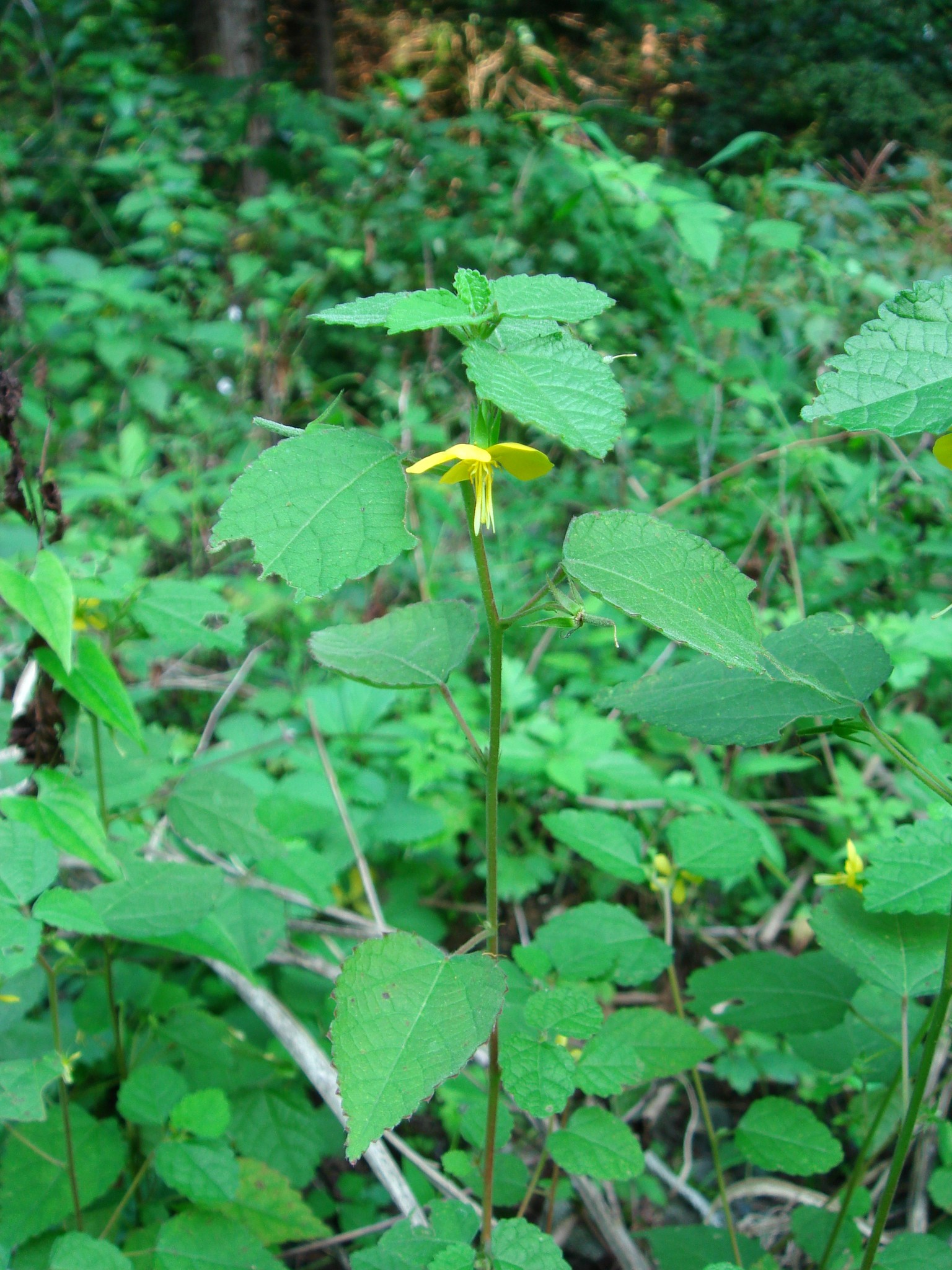 Corchoropsis tomentosa (Thunberg) Makino